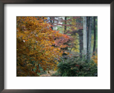 Japanese Maple Trees by Darlyne A. Murawski Pricing Limited Edition Print image
