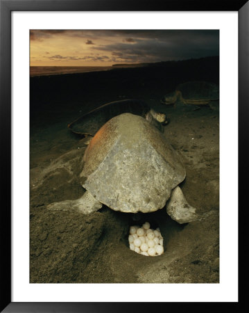 Olive Ridley Sea Turtle And Eggs, Which The Animal Lays After Digging A Hole In The Sand by Steve Winter Pricing Limited Edition Print image