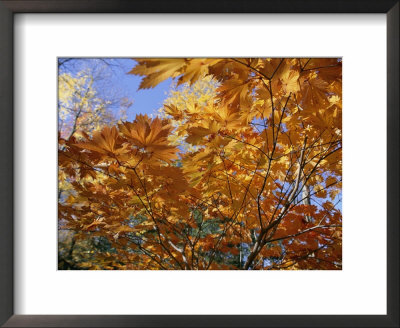 Brilliant Yellow Japanese Maples (Acer Japonicum) Exhibit Fall Colors by Darlyne A. Murawski Pricing Limited Edition Print image