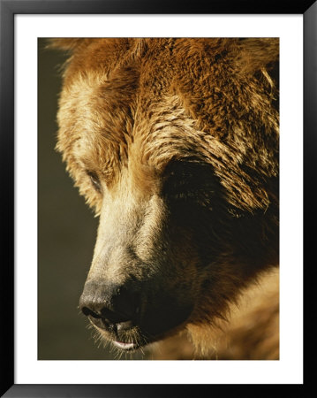 A Close View Of The Face Of A Grizzly Bear by Tom Murphy Pricing Limited Edition Print image