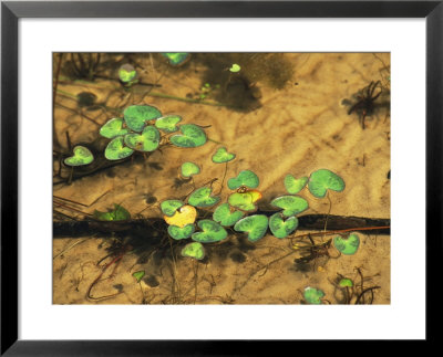 Heart-Shaped Water Lily Pads Floating On Calm Clear Water by Raymond Gehman Pricing Limited Edition Print image