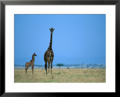 A Pair Of Giraffes, Including A Juvenile, Stand At Attention by Michael Nichols Pricing Limited Edition Print image