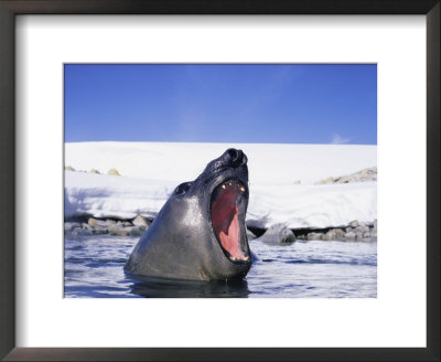 A Southern Elephant Seal, Mirounga Leonina, With Mouth Wide Open by Bill Curtsinger Pricing Limited Edition Print image