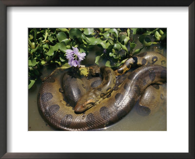 An Anaconda Basks In The Sun Next To Some Flowers In A River by Ed George Pricing Limited Edition Print image