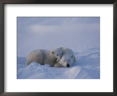 A Polar Bear Cub (Ursus Maritimus) Rests On Its Mothers Shoulder by Tom Murphy Pricing Limited Edition Print image