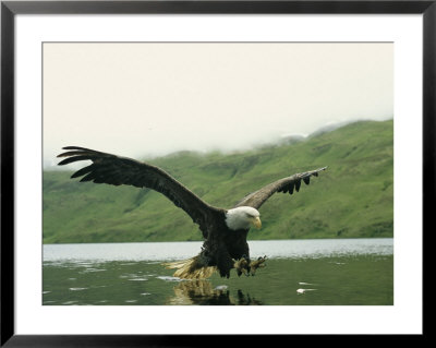 An American Bald Eagle In Flight Over Water Hunting For Fish by Klaus Nigge Pricing Limited Edition Print image