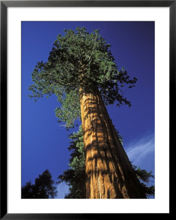 Giant Sequoias In Sequoia National Park, California by Rich Reid Pricing Limited Edition Print image