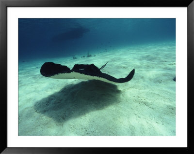 Stingray, Cayman Islands, West Indies by Joe Stancampiano Pricing Limited Edition Print image