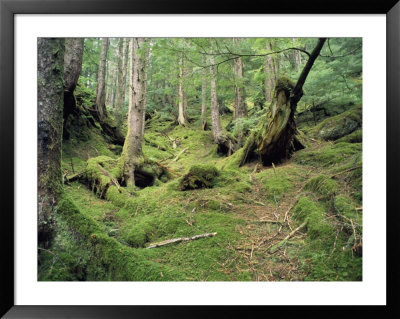 A Mossy Woodland View On Queen Charlotte Island by Bill Curtsinger Pricing Limited Edition Print image