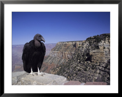 A Tagged Black Vulture On A Ledge Of The Grand Canyons South Rim by Richard Nowitz Pricing Limited Edition Print image