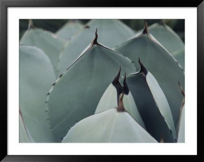 A Close View Of Agave Leaves by Ed George Pricing Limited Edition Print image