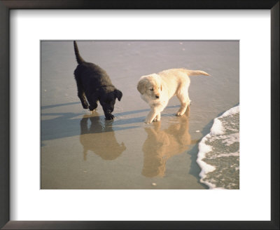 Two Retriever Pups Walk In The Surf At A Beach by Bill Curtsinger Pricing Limited Edition Print image