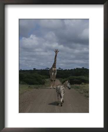 A Zebra And Giraffe Walk Down A Dirt Road In The Park by Stacy Gold Pricing Limited Edition Print image