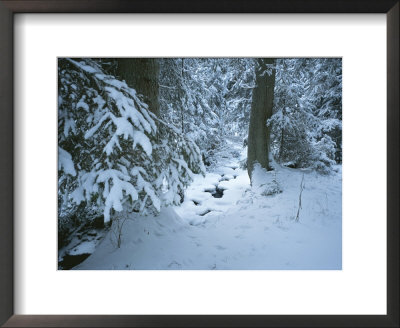 A Snow-Covered Black Forest Scene With An Ice-Covered Stream by Taylor S. Kennedy Pricing Limited Edition Print image