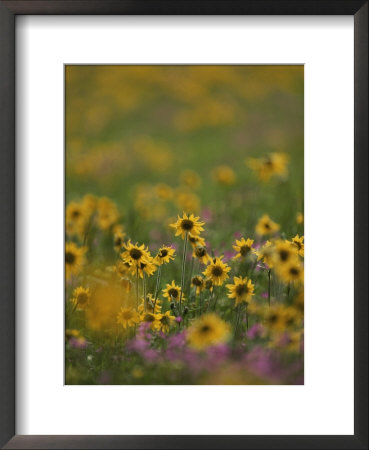 A Close View Of A Meadow Filled With Blooming Wildflowers by Raymond Gehman Pricing Limited Edition Print image