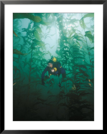 A Diver Exploring A Forest Of Giant Kelp by Wolcott Henry Pricing Limited Edition Print image