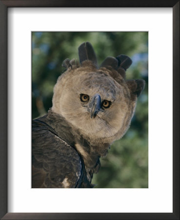 Captive Harpy Eagle by Roy Toft Pricing Limited Edition Print image