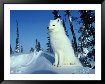 Arctic Fox by Norbert Rosing Pricing Limited Edition Print image