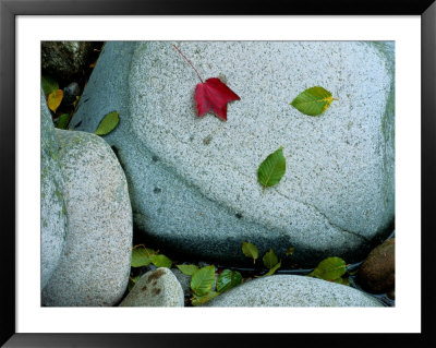 Three Fallen Leaves Lie On A Rock by Raymond Gehman Pricing Limited Edition Print image