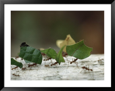 Leaf-Cutter Ants Near Sao Gabriel, Amazon River Basin, Brazil by James P. Blair Pricing Limited Edition Print image