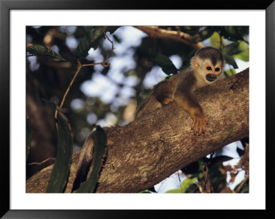 Squirrel Monkey In Tree by Steve Winter Pricing Limited Edition Print image
