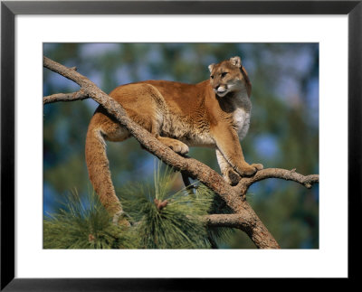 A Captive Cougar by Paul Nicklen Pricing Limited Edition Print image