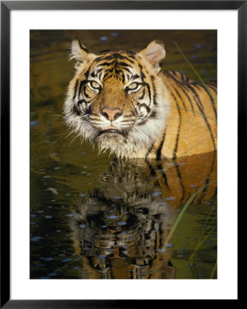 A Tiger Glares Directly Into The Camera by Jason Edwards Pricing Limited Edition Print image
