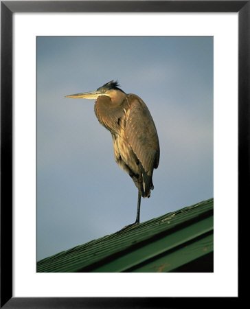 A Great Blue Heron Perches On A Rooftop In The Gulf Islands National Seashore by Raymond Gehman Pricing Limited Edition Print image