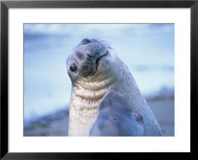 A Portrait Of A Northern Elephant Seal Looking Over Its Shoulder by Rich Reid Pricing Limited Edition Print image