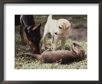 A Young South American River Otter Is Investigated By Two Dogs by Nicole Duplaix Pricing Limited Edition Print image
