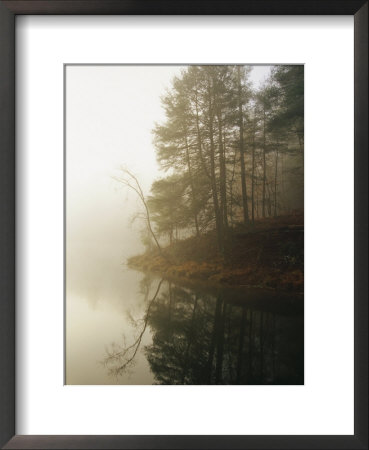 Early Morning Fog In The Trees Around Otter Lake by Raymond Gehman Pricing Limited Edition Print image