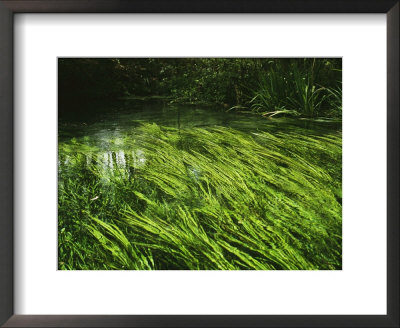 Aquatic Grasses Bend With The Flow Of A Waterway by Raymond Gehman Pricing Limited Edition Print image