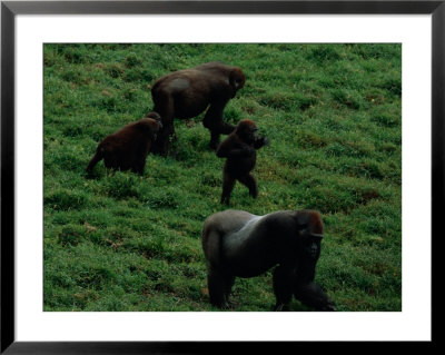 A Family Of Gorillas (Gorilla Gorilla Gorilla) Foraging For Food In The Bai by Michael Nichols Pricing Limited Edition Print image