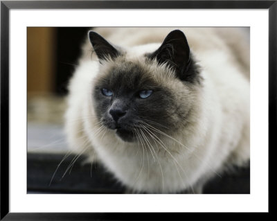 A Pet Cat Onboard A Trawler by James L. Stanfield Pricing Limited Edition Print image