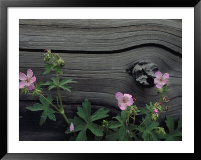 Close View Of Woodland Wildflowers, Yellowstone National Park by Raymond Gehman Pricing Limited Edition Print image