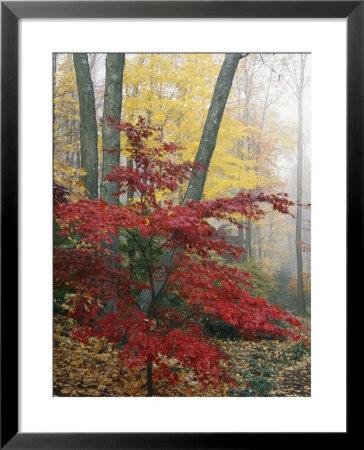 Japanese Maple Leaves In The Fall by Darlyne A. Murawski Pricing Limited Edition Print image
