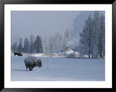 Snow Dusted American Bison Forage Near A Steaming Geyser by Tom Murphy Pricing Limited Edition Print image