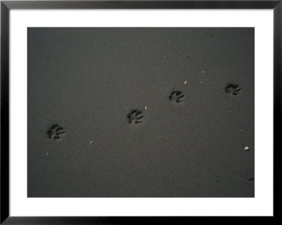 Dog Tracks Left On The Beach At Staten Island by Stephen Alvarez Pricing Limited Edition Print image
