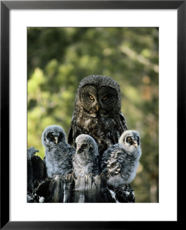 Female Great Gray Owl And Her Three Babies by Michael S. Quinton Pricing Limited Edition Print image