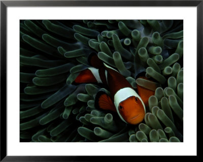 A False Clown Anemonefish Floats Through Sea Anemone Tentacles by Wolcott Henry Pricing Limited Edition Print image