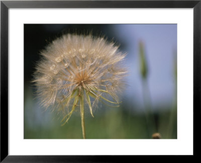 A Close View Of A Dandelion Seed Head by Heather Perry Pricing Limited Edition Print image