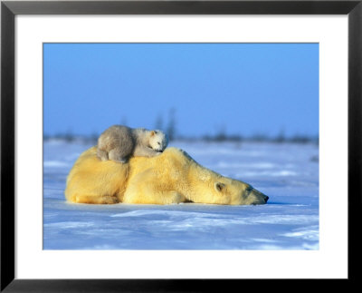 Polar Bear With Young by Norbert Rosing Pricing Limited Edition Print image