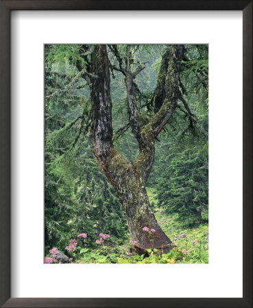 Fir Tree Forest With Wildflowers, Berchtesgaden National Park by Norbert Rosing Pricing Limited Edition Print image