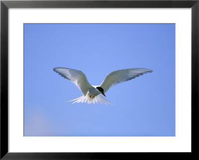 An Arctic Tern Hovers In Mid-Air by Norbert Rosing Pricing Limited Edition Print image