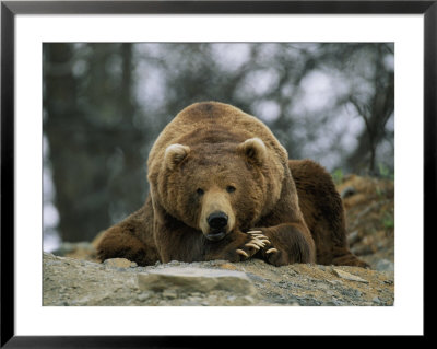 A Grizzly Bear At Rest On The Edge Of The Larson Bay Dump by Joel Sartore Pricing Limited Edition Print image