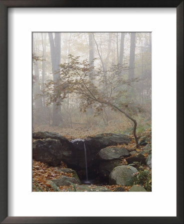 Japanese Maple Trees In The Fog In A Japanese Garden by Darlyne A. Murawski Pricing Limited Edition Print image