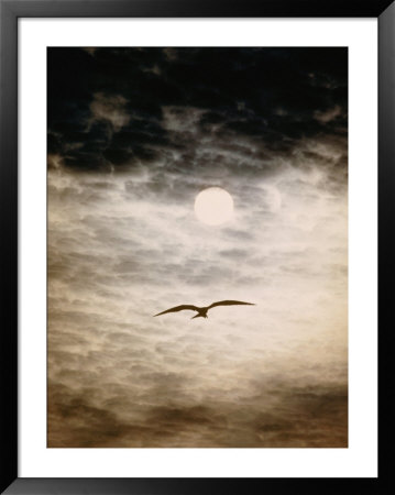 A Silhouetted Frigate Bird Takes Flight In A Stangely Lit Daytime Sky by Paul Chesley Pricing Limited Edition Print image