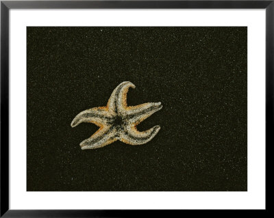 An Ochre Sea Star Lies On Black Sand by James P. Blair Pricing Limited Edition Print image