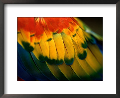 Close View Of The Wing Of A Colorful Bird by Todd Gipstein Pricing Limited Edition Print image