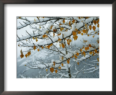 View Of Snow-Laden Poplar Branches by Raymond Gehman Pricing Limited Edition Print image